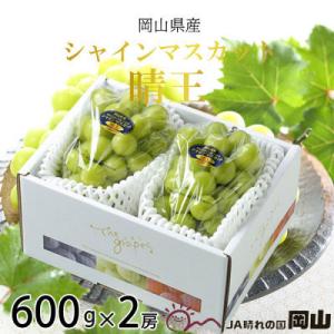 【2026年8月より発送】岡山県産　シャインマスカット　晴王　600g×2房