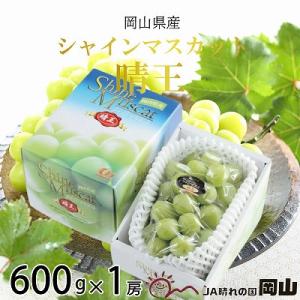 【2026年8月下旬より順次発送】岡山県産　シャインマスカット　晴王　600g×1房