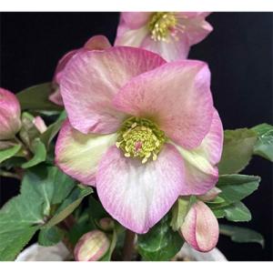 ふるさと納税 藤枝市 クリスマスローズ鉢植え ...の詳細画像2