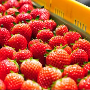 ふるさと納税 佐野市 新鮮! 『とちおとめ』・『とちあいか』 (260g×4パック)　食べ比べセット