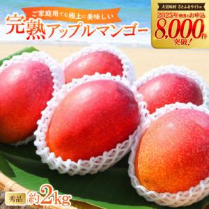 【2026年6月から順次発送・農園直送!】農園一番人気の完熟アップルマンゴー秀品 約2.0kg