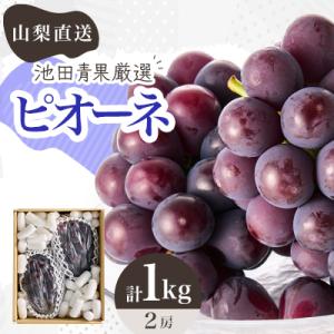 【2026年発送】厳選!!池田青果のピオーネ　2房 ふるさと納税　計1kg以上
