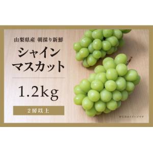 【2026年発送分☆先行受付☆】山梨県産朝採り新鮮シャインマスカット約1.2Kg
