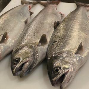 ふるさと納税 滋賀県 一本釣り 天然ビワマス 1.0kg