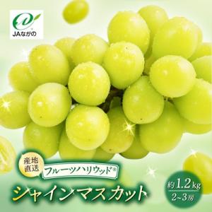 【2026年9～10月発送】JAながの　須高産　シャインマスカット　約1.2kg　2～3房入り