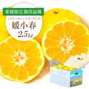 【先行受付】希少柑橘 媛小春(ひめこはる) 2.5kg【E25-144】