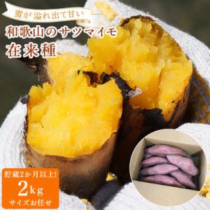 和歌山のサツマイモ 甘い!希少! サイズおまかせ2kg