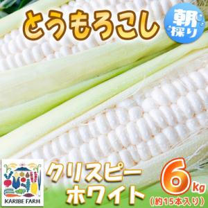 下妻産朝採りとうもろこし6kg(クリスピーホワイト・約15本入り)2025年6月下旬頃より発送開始