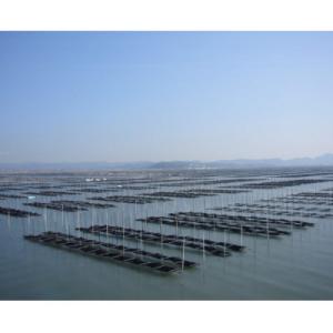 ふるさと納税 太宰府市 本場有明海栽培海苔 海...の詳細画像1