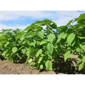 ふるさと納税 大仙市 えごま油「翡翠」(ひすい...の詳細画像3