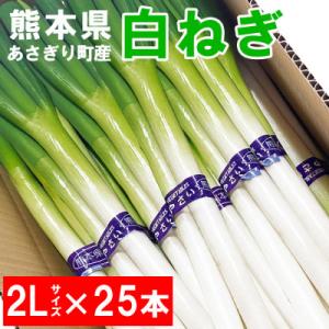 熊本県あさぎり町産　白ねぎ「球磨美人」2Lサイズ×25本