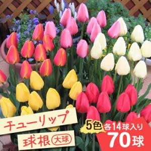 ふるさと納税 五泉市 【2024年10月より順次発送】五泉市　チューリップ球根(大球)5色各14球入り70球｜y-sf