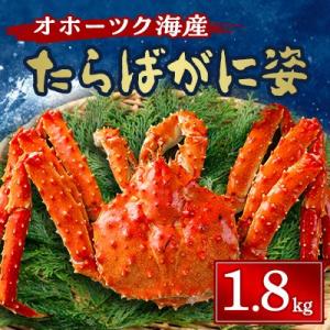 ふるさと納税 北見市 オホーツク海産　たらばがに姿　1.8kg