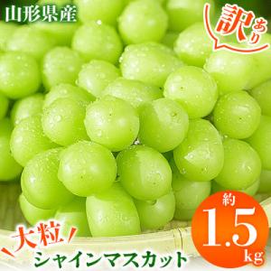 ふるさと納税 山形県 【2026年発送先行受付】訳ありシャインマスカット1.5kg