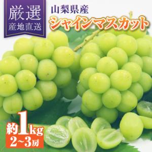 ふるさと納税 山梨市 厳選!農家直送 シャインマスカット 約1.0kg(2〜3房)｜さとふる