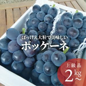 ふるさと納税 真庭市 岡山県産 きよとうのぼっけえ美味しい!ボッケーネ(藤稔)上級品 3-5房入/計2.0kg〜｜さとふる