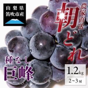 ふるさと納税 笛吹市 先行受付 2024年発送「巨峰」 2〜3房 約1.2kg(2024年8月中旬か...