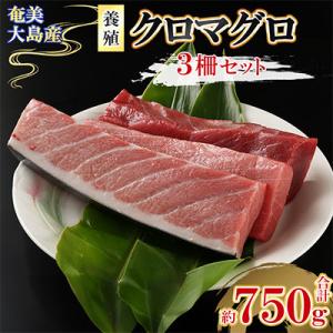 奄美大島産養殖クロマグロ(3柵セット)