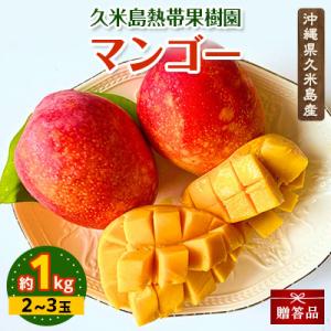 ふるさと納税 久米島町 【贈答品】久米島熱帯果樹園のマンゴー1kg(2〜3玉)