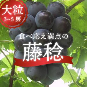 ボッケーネ(藤稔) 大粒で食べ応え満点 上級品3-5房入/計2kg～ (岡山県産)