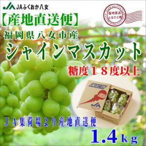 【シャインマスカット350g×4パック】JAふくおか八女より産地直送※9月より順次発送