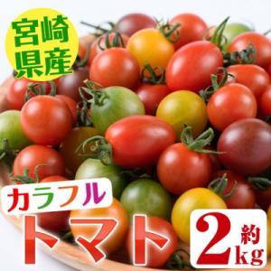 ＜期間限定・先行予約＞金丸さん家のカラフルトマト(2㎏)