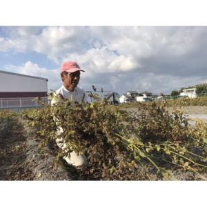 ふるさと納税 吉田町 【お申込み後搾油でより新...の詳細画像2