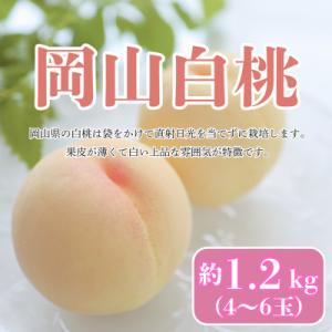 【2026年発送】【8月発送】岡山白桃　約1.2kg(4～6玉)