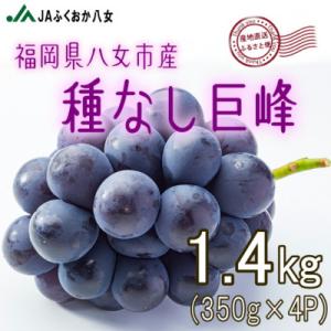 ふるさと納税 八女市 【種なし巨峰350g×4パック】JAふくおか八女より産地直送※7月上旬より順次...