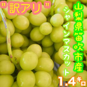 ふるさと納税 笛吹市 訳あり シャインマスカット 約1.4kg 山梨県 笛吹市産 朝採り 北浦ファーム直送 ご家庭用