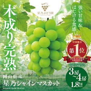 先行受付【三つ星ぶどう】星乃シャインマスカット (3房～4房 1.8kg以上) 岡山県産