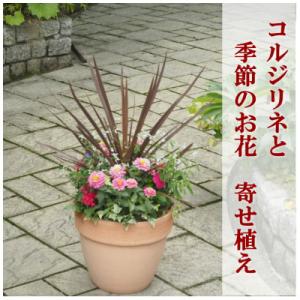ふるさと納税 朝倉市 シャープでスタイリッシュな銅葉のコルジリネと季節のお花寄せ植え