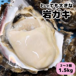 XXLサイズ!天然岩牡蠣/特上1.5kg(2～3コ/殻付き生食用)CAS冷凍カキ 海鮮バーベキューに