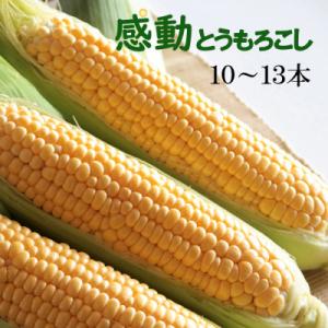 【先行受付】【2026年5月下旬より順次発送】ゴールドラッシュ『感動とうもろこし』約4キロ