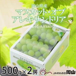 【2026年8月下旬より発送】岡山県産　マスカット・オブ・アレキサンドリア　500g×2房