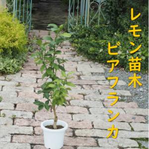 ふるさと納税 朝倉市 レモンの木苗木(品種:ビア...の商品画像