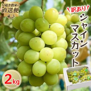 【2026年度発送分】早起き農家の直送便　わけありシャインマスカット2kg