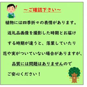ふるさと納税 鈴鹿市 常緑ヤマボウシの「月光」...の詳細画像3