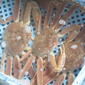 ふるさと納税 森町 【訳あり】活発送!北海道噴...の詳細画像1