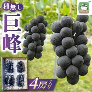 長野県生坂村産　種無し巨峰4房入り