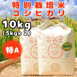 ふるさと納税 河内町 令和5年産『山田のややこ』特別栽培米コシヒカリ(精米)10kg(5kg×2袋)