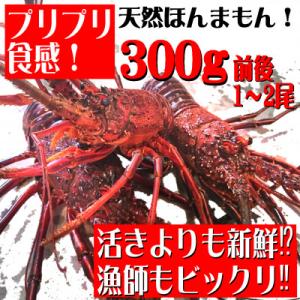 ふるさと納税 東洋町 初物!活き〆伊勢海老300g前後(1~2尾)天然高知県産　刺身OK!　誰でも簡単調理説明書付き