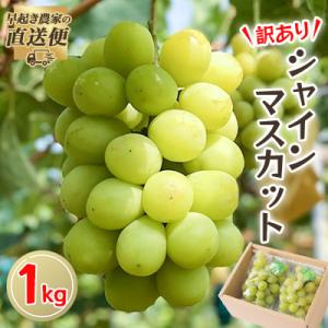 【2026年度発送分】早起き農家の直送便　わけありシャインマスカット1kg