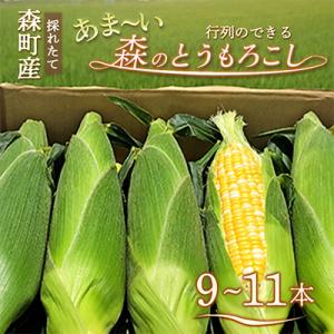 【令和8年5月下旬より順次発送】森のとうもろこし9～11本【森町SF】