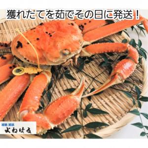 ふるさと納税 美浜町 【2024年11月より順次お届け】越前がに　大1杯　獲れたて★茹でたてをその日...