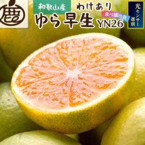 ふるさと納税 湯浅町 &lt;2024年9月より発送&gt;家庭用 極早生有田みかん4.5kg+135g(傷み補...