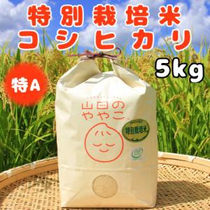 ふるさと納税 河内町 令和5年産『山田のややこ』特別栽培米コシヒカリ(精米)5kg