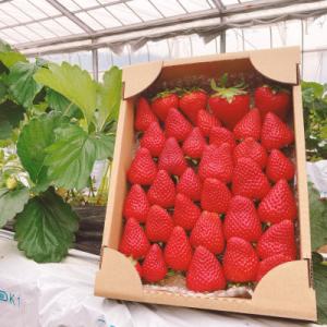 ふるさと納税 島田市 ありすふぁーむの「渡瀬のかおり野」完熟いちご 約1kg【2025年1月より順次発送】