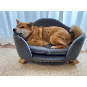 ふるさと納税 北九州市 ペットソファ「ロワン」ダークグレー(北九州市)