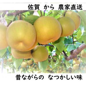人気品種のみ　特栽 今が食べごろ旬の梨約10kg　先行受付2026年夏頃から　佐賀県唐津市産